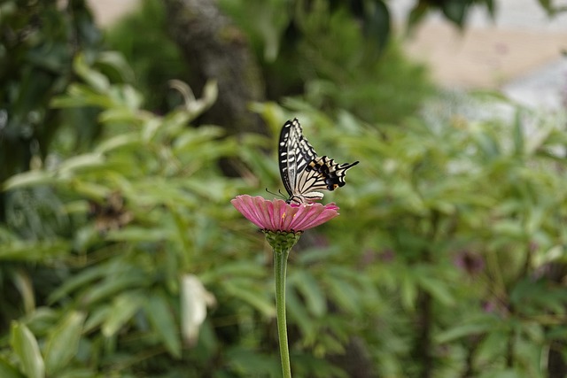 锋芒